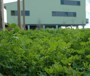 Green Homes
