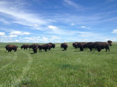 American bison at Fort Peck.