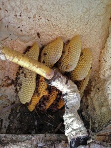 The hive built in a home's floor system.