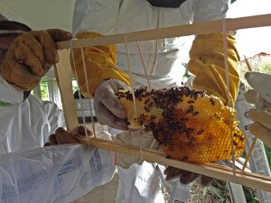 Capstone Ministries transfers the hive to a bee frame.