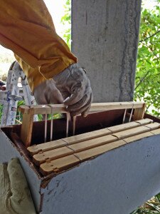 The hive is transferred into a bee box in sections.