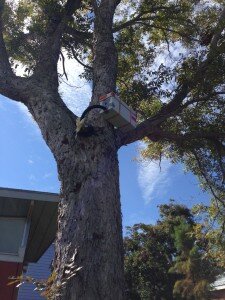 Bees will transfer their hive into this box and then be removed from the tree.